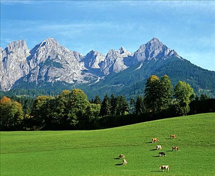 母牛,草场,背景,萨尔茨堡,奥地利,欧洲