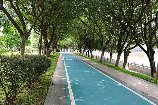广州国际生物岛的绿道
