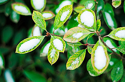 雪落在植物上