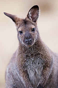红颈袋鼠,小袋鼠,栖息地,塔斯马尼亚,物种,生活方式,澳大利亚,大陆