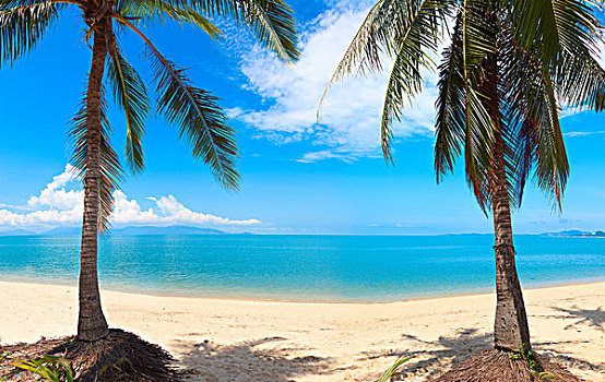 全景,热带沙滩,椰树,苏梅岛,泰国,海滩