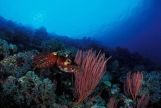 巴布亚新几内亚,墨鱼,健康,礁石