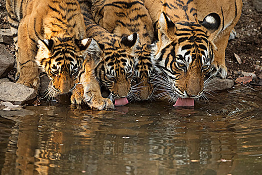 孟加拉虎,虎,幼兽,饮用水,小,水塘,拉贾斯坦邦,国家公园,印度,亚洲