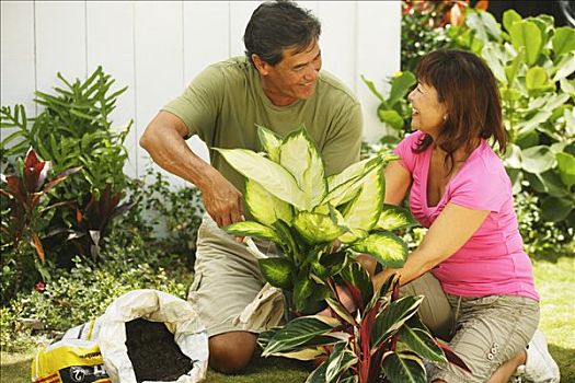 夏威夷,瓦胡岛,伴侣,种植,植物