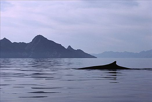 鳍鲸,长须鲸,游动,水面,科特兹海,北下加利福尼亚州,墨西哥