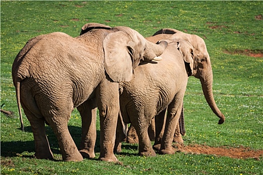 大象,家族,非洲,热带草原,旅游,安伯塞利国家公园,肯尼亚