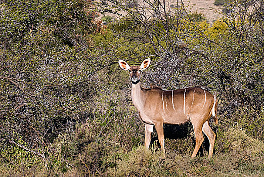 大捻角羚,雌性,阿多大象国家公园,东开普省,南非,非洲