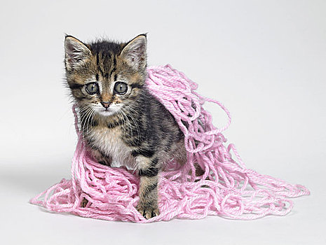 小猫,毛织品