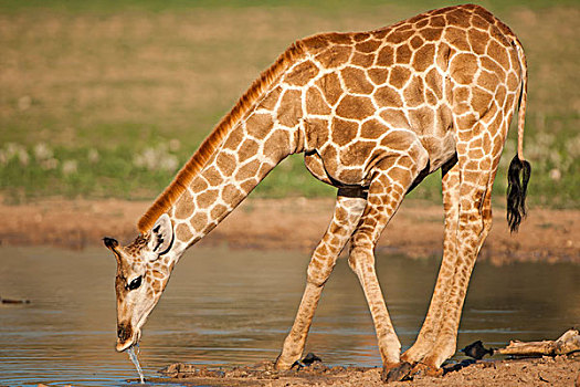 长颈鹿,喝,卡拉哈迪大羚羊国家公园,北开普,南非,非洲