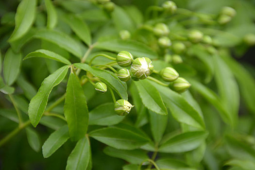 木香,木香花,白花,小白花