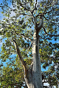 仰视,桉树,赫维湾,昆士兰,澳大利亚