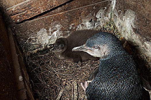 小蓝企鹅,成年,幼禽,鸟窝,盒子,菲利普岛,澳大利亚