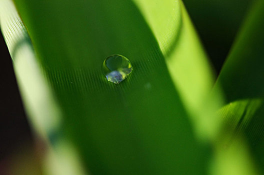 水,水滴,水珠,叶子,树叶,植物,绿色,白天,中午,白昼,晴天,自然环境,生态,清润,滋润,清新,新鲜空气