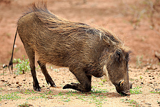 疣猪,成年,喂食,克鲁格国家公园,南非,非洲