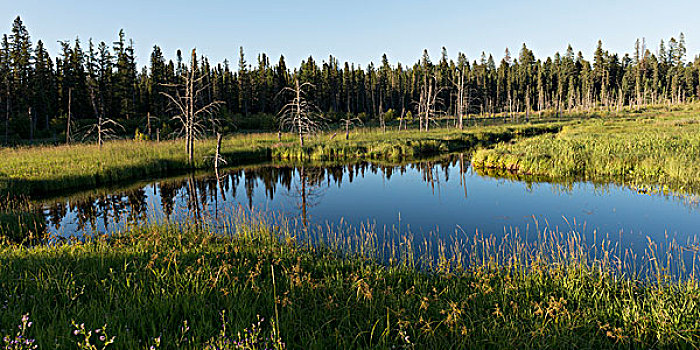 湖,树林,赖丁山国家公园,曼尼托巴,加拿大