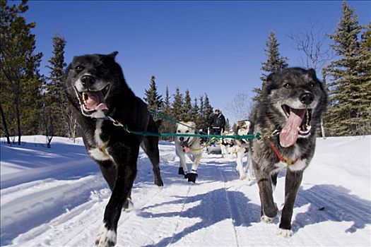 跑,狗拉雪橇,团队,正面,两个,黑色,领着,狗,育空,追求,小路,育空地区,加拿大