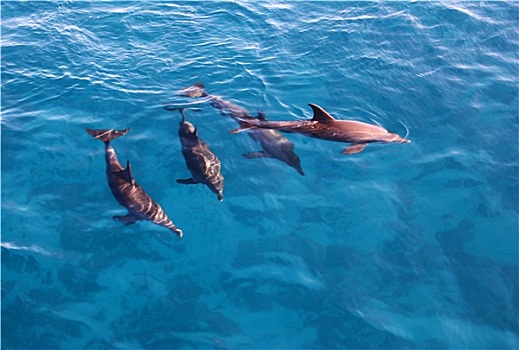 群,海豚,海中