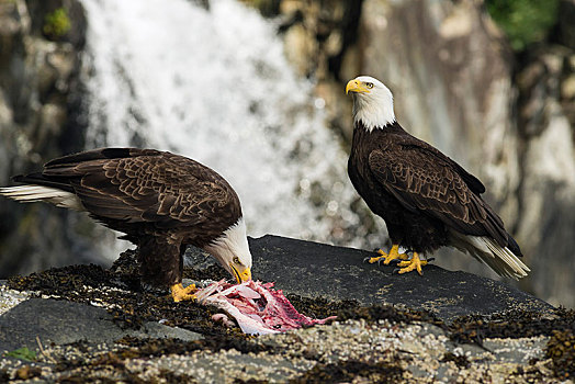 白头鹰,海雕属,雕,进食,鱼,威廉王子湾,靠近,安克里奇,阿拉斯加,美国,北美