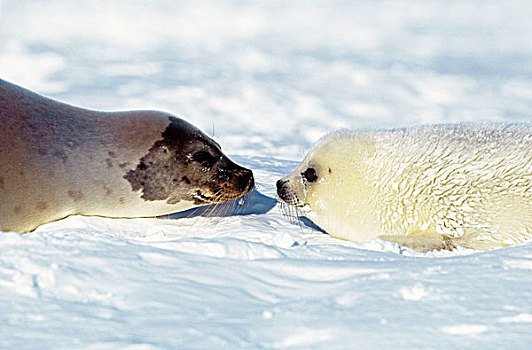 鞍纹海豹,琴海豹,母亲,幼仔,马格达伦群岛,加拿大