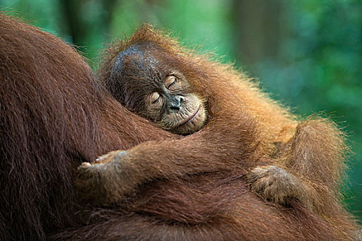 苏门答腊猩猩,两个,一半,幼仔,睡觉,母亲,古农列尤择国家公园,北方,苏门答腊岛,印度尼西亚