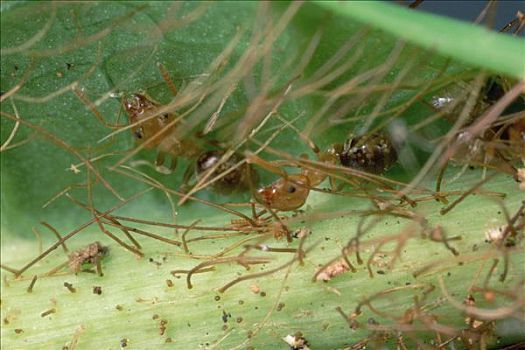蚂蚁,多毛,表面,植物,不可能,错误,物种,走,喀麦隆
