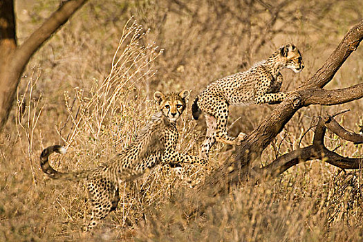 幼兽,印度豹,肯尼亚
