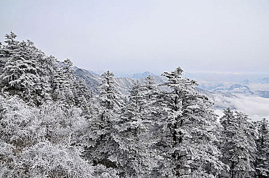 成都西岭雪山美丽雪景