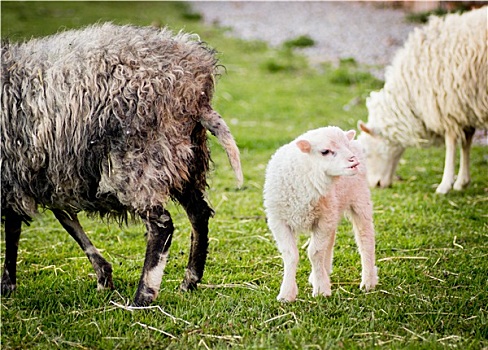 羊羔,旁侧,妈妈