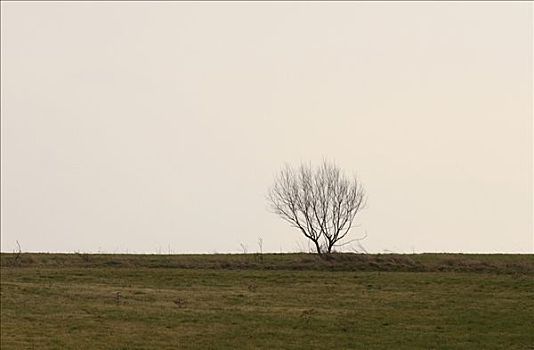 孤单,树,草地