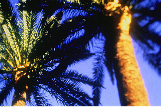 特写,棕榈树