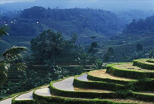 印度尼西亚,巴厘岛,俯视,稻米梯田,湿,泥,准备,种植