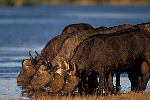 博茨瓦纳,乔贝国家公园,南非水牛,非洲水牛,牧群,饮料,乔贝,河,日落