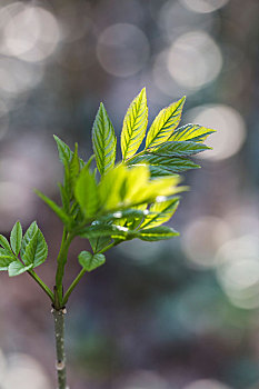 清新,发芽,平常,白蜡树,欧洲白蜡树,背景,模糊,逆光