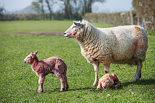母羊,两个,诞生,羊羔,草场