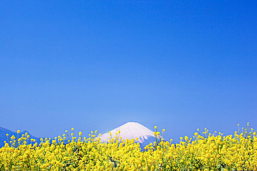 山,富士山