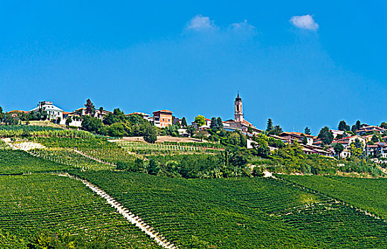 葡萄种植,乡村,意大利,欧洲