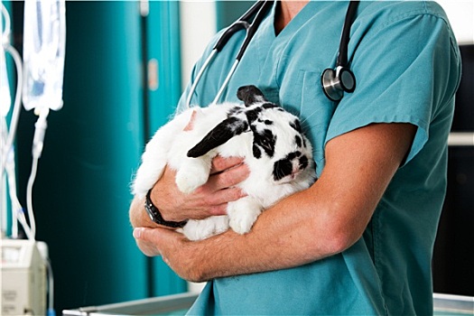 兔子,兽医,诊所