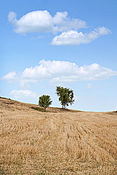 新疆奇台县江布拉克景区麦田中的独树