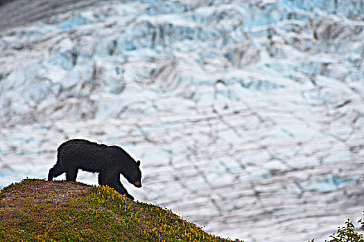 黑熊,觅食,浆果,靠近,小路,出口,冰河,背景,奇奈峡湾国家公园,阿拉斯加,秋天