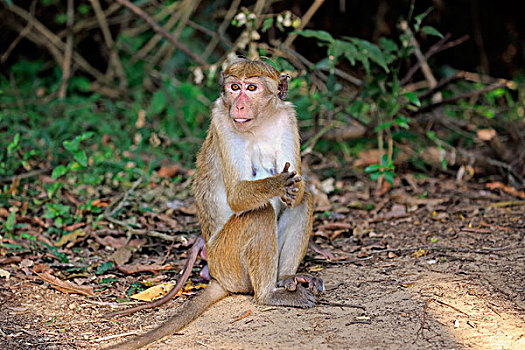 无边帽,短尾猿,弥猴属,成年,警惕,国家公园,斯里兰卡,亚洲