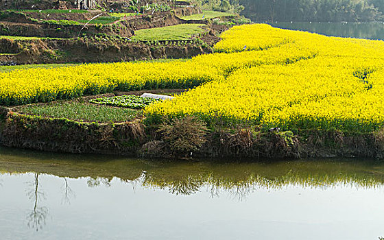 陕西汉中油菜花等