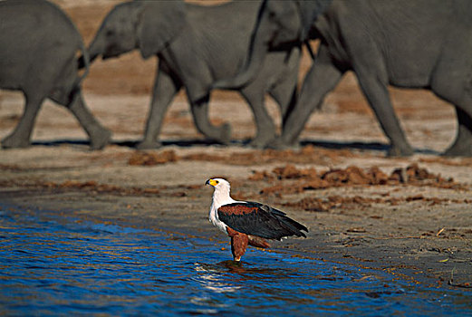非洲鱼鹰,吼海雕,非洲象,群,水潭,乔贝,河,博茨瓦纳