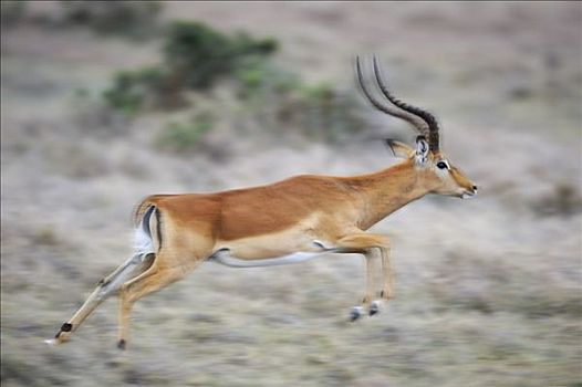 黑斑羚,公羊,逃离,动感效果,萨布鲁国家公园,肯尼亚,东非,非洲
