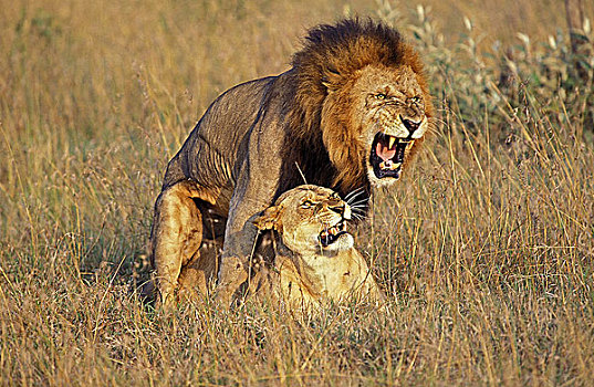 非洲狮,狮子,一对,交配,马赛马拉,公园,肯尼亚