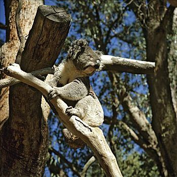 树袋熊,澳大利亚