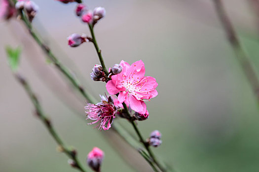 桃花