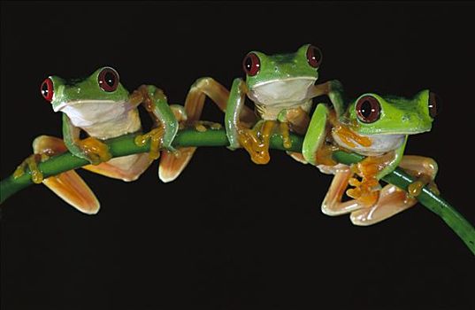 红眼树蛙,坐,茎,国家公园,巴拿马