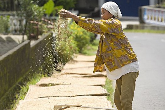 女人,弄干,稻米,中爪哇,爪哇,印度尼西亚