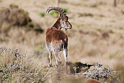 野山羊,山羊,山,国家公园,埃塞俄比亚