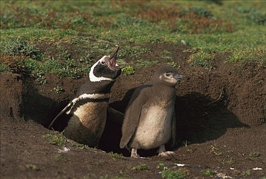 麦哲伦企鹅,小蓝企鹅,幼禽,出现,洞穴,海狮,岛屿,福克兰群岛
